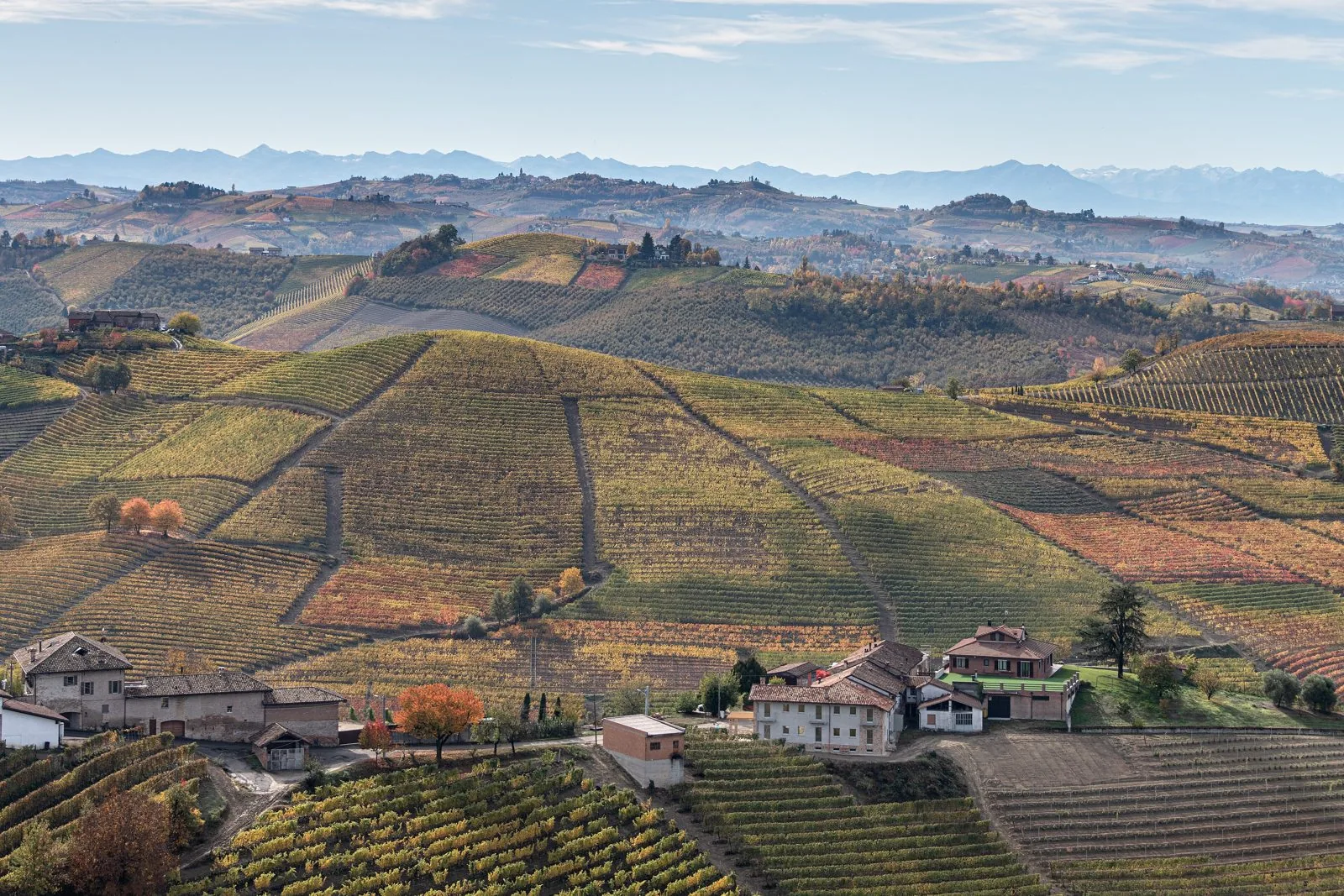 Colline di Barbaresco coperte di vigneti dai colori autunnali, con case rurali sparse e le Alpi sullo sfondo