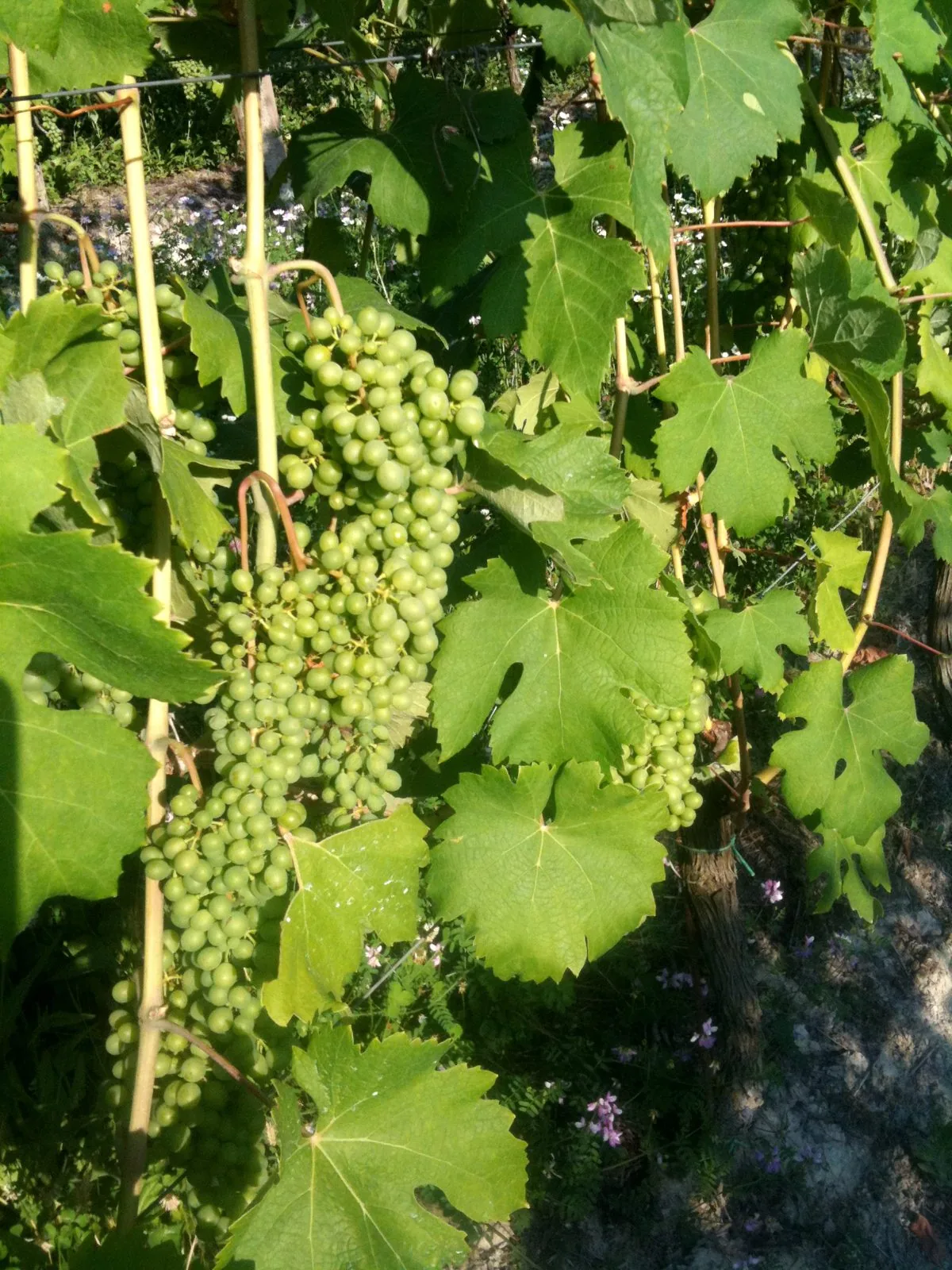 Grappoli di uva Moscato bianco ancora verdi tra le foglie di un filare
